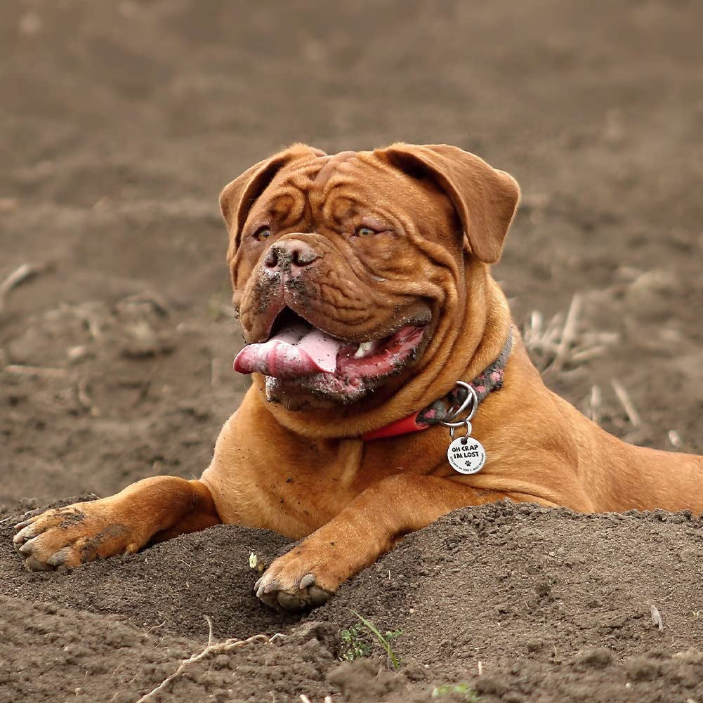 Stainless Steel QR Code Pet ID Tag – Instant Location Alerts & Online Profile